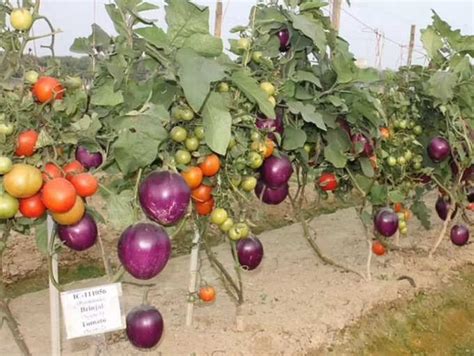 Scientists develop 'Brimato' - A hybrid vegetable that's grown on a ...