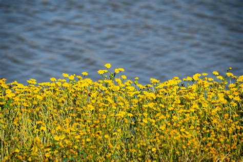 Image result for How Many Native American Before