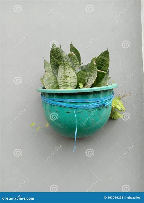The Sansevieria Trifasciata Flower Stock Photo - Image of produce ...