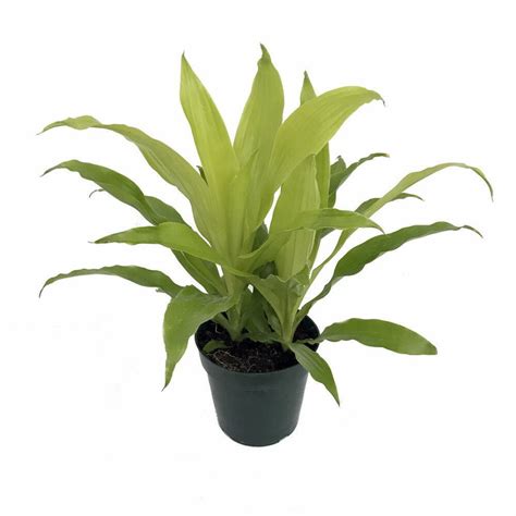 Buy Dracaena Plants online from Nurserylive at lowest price.