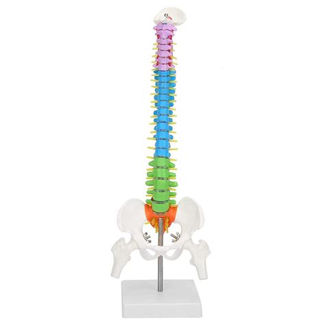 Buy LJBOZ Miniature Human Spine Model, Spine Models for Anatomy, Color ...