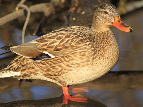 Female Mallard Duck Flying