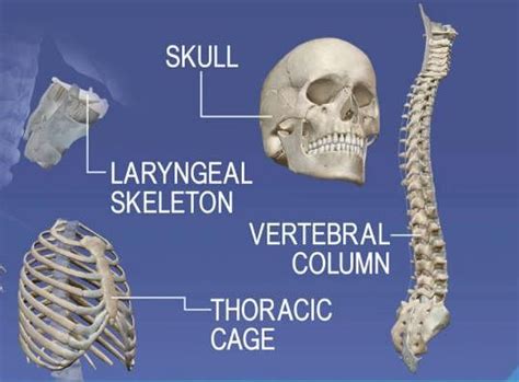 NCERT Summary: Summary of Biology- 2 - Science and Technology for UPSC ...