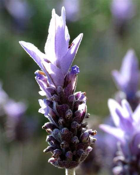 French lavender - planting, pruning, blooming and care