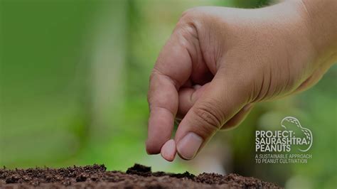 Khedut - Growers & Processors of finest quality peanuts