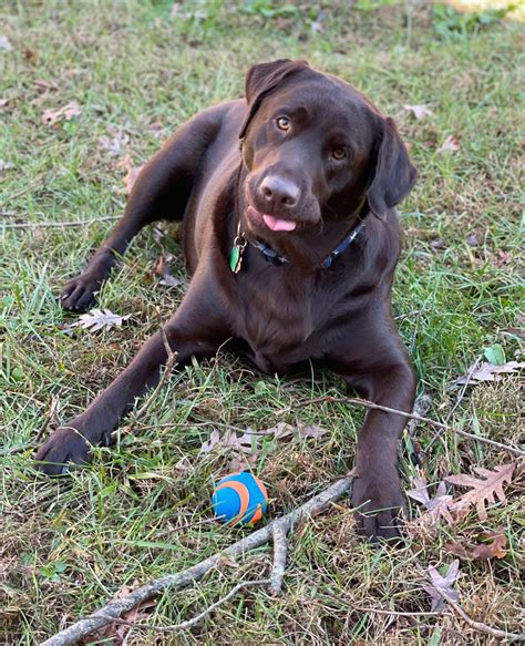 Happy Thanksgiving, turkeys! : r/labrador