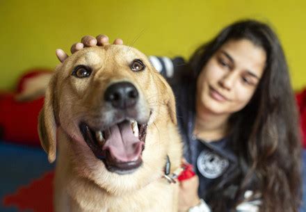 Help for Stray Animals - FOUR PAWS International - Animal Welfare ...