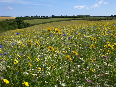 Free Images : flowers, field, cornwall, flower, wildflower, ecosystem ...