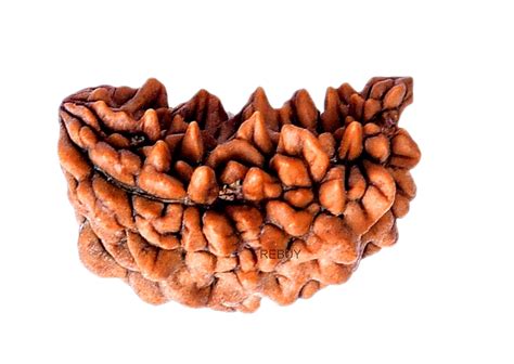 REBUY 1 Mukhi Rudraksha Bead Lab Certified Original Ek Mukhi Rudraksha ...