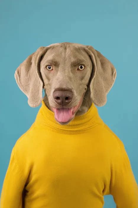 75 BEST Tips on Weimaraner Lab Mix Breeds (Facts)