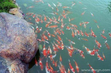 三亚南山寺放生池里好多鱼看到人来喂食就围观凑热闹，成旅游美景