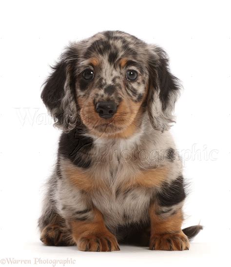 Dog: Long-haired Dapple Dachshund puppy, 7 weeks old photo WP49199