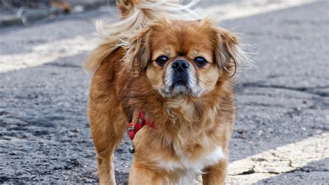 Tibetan Spaniel: Small & Confident