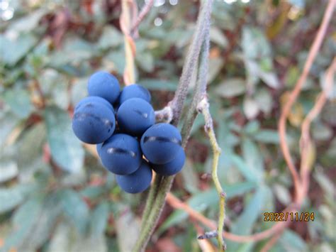 Nephroia orbiculata (L.) L.Lian & Wei Wang | Plants of the World Online ...