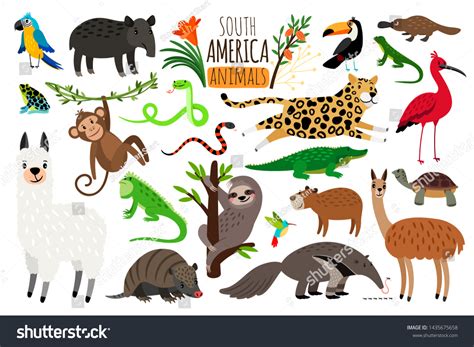 South America Animals Cartoon Guanaco Iguana 库存插图 1435675658 | Shutterstock