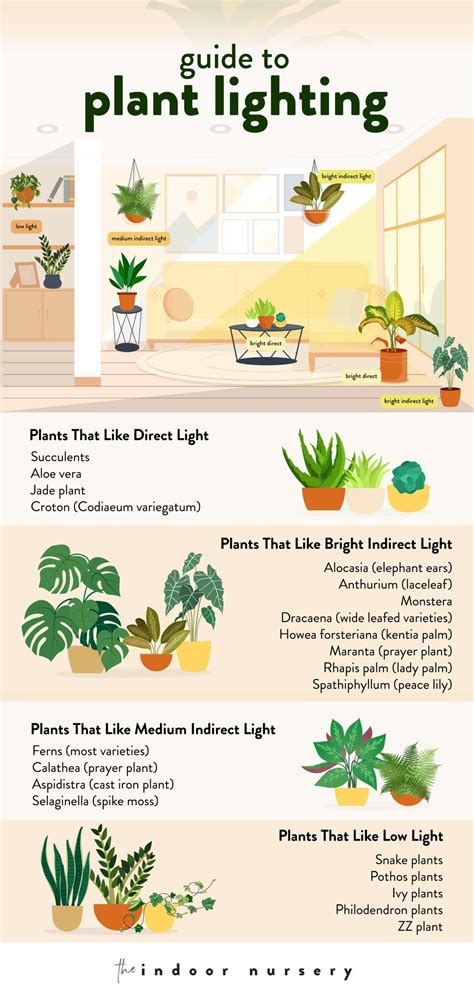 Indoor plant lighting guide where to put your plants – Artofit