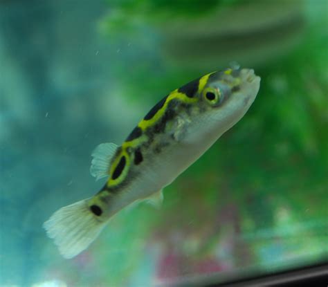 Figure 8 Pufferfish | Brackish Water | Tetraodon biocellatus - Puffer ...