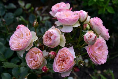 Roses, Pink color, Flower-bud, HD Wallpaper | Rare Gallery