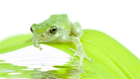 Image result for Coapulation in Humans