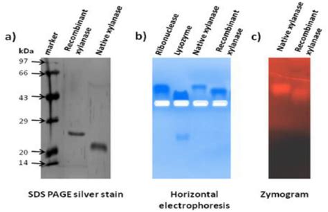 Cloning and expression of a GH11 xylanase from Bacillus pumilus SSP-34 ...