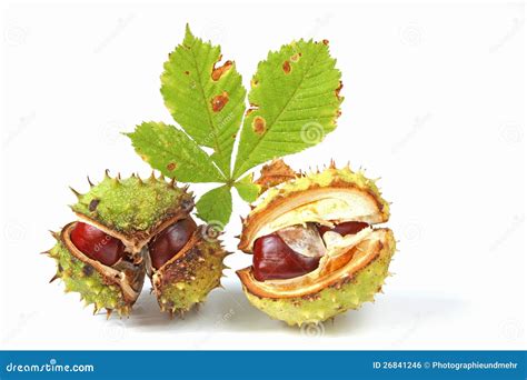 Horse chestnuts stock photo. Image of copy, fruits, herb - 26841246