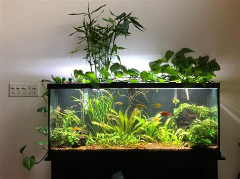 50 Gallon Fish Tank Setup - Telnyet Aquarium Fish