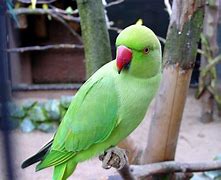 Image result for Parrot Animal Wallpaper