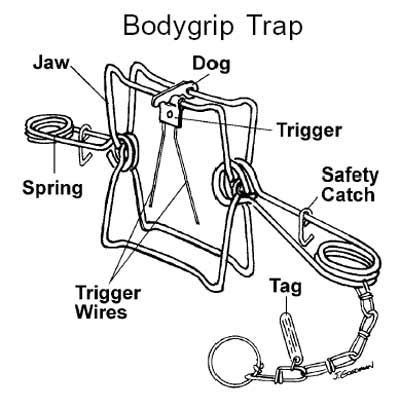 Body Grip Trap Modifications 的图像结果