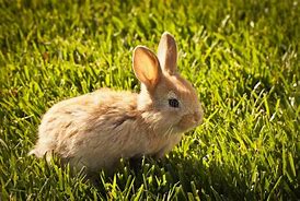 Image result for Cute Baby Bunny