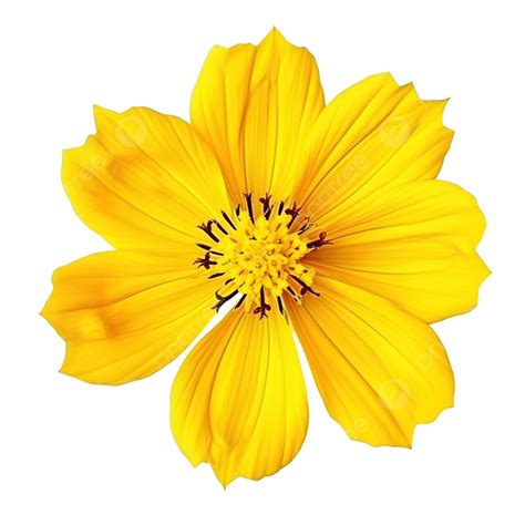 Isolated Yellow Cosmos Flower, Isolated, Yellow, Cosmos PNG Transparent ...