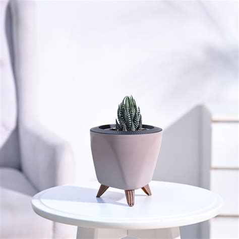 Shop premium Haworthia plants online | Beautiful and Easy-care ...