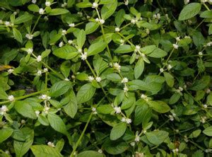 Kapebonavista Heart Leaf Oxycardium Plant Price in India - Buy ...