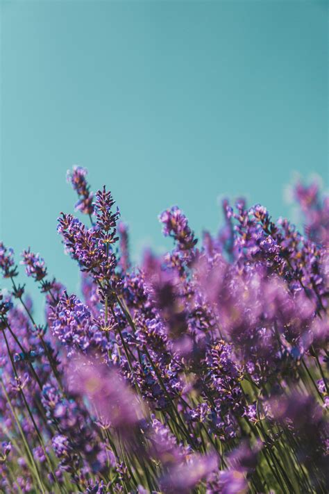 Free Images : flower, purple, violet, english lavender, flowering plant ...
