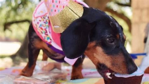 More Ways To Give - Emancipet