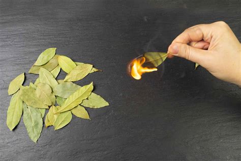 This is why Eastern philosophy recommends burning bay leaves in ...