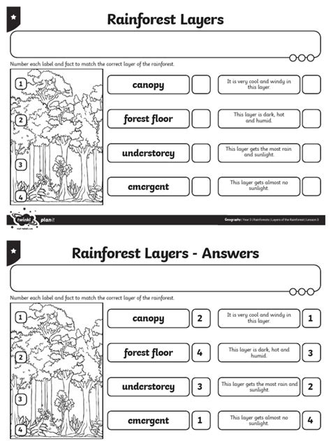 Rainforest Layers Worksheet 的图像结果