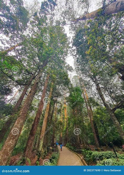 Image result for Sungkai Tree West Java