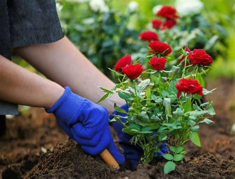 7 Tips for Transplanting a Rose Bush - Backyard Boss