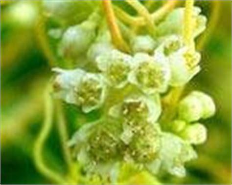 【科技日报】菟丝子“窃听”寄主开花的秘密这样揭开----中国科学院昆明植物研究所