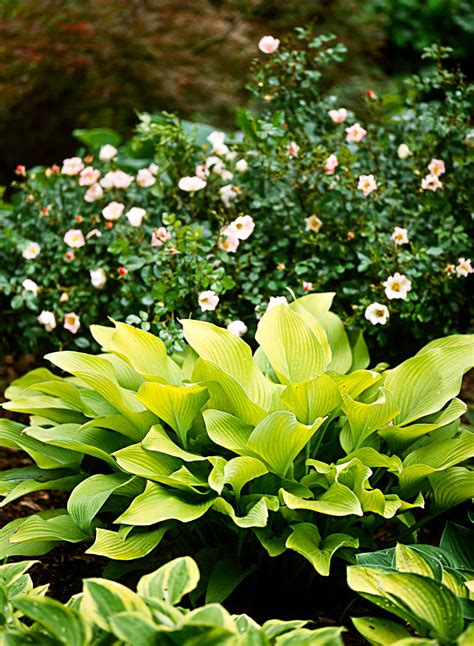 Our Guide to Hosta Care for Exceptional Plants