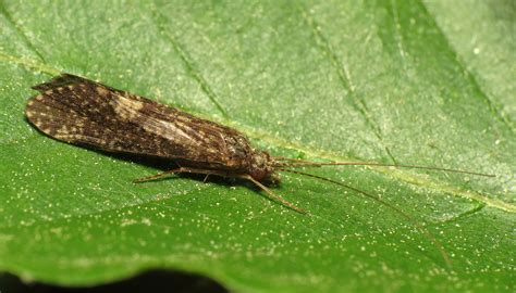 Caddisflies Guide at Jack Nusbaum blog