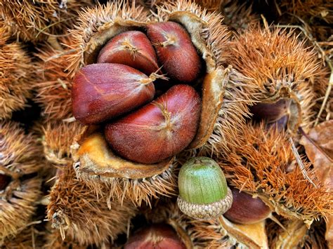 Image result for Dunstan Chestnut Tree Problems