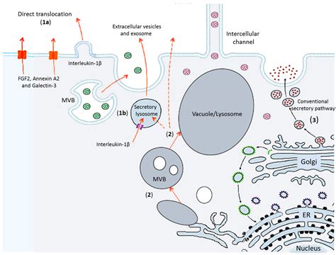 Unconventional Transport Routes of Soluble and Membrane Proteins and ...