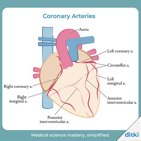 Gross Anatomy: Coronary Arteries - Advanced | Coronary arteries, Arteries, Coronary circulation