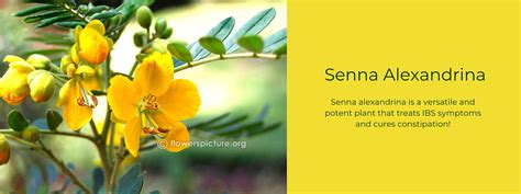Senna Alexandrina- Health Benefits, Uses and Important Facts ...