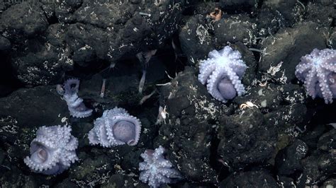 Octopus Eggs Hatching