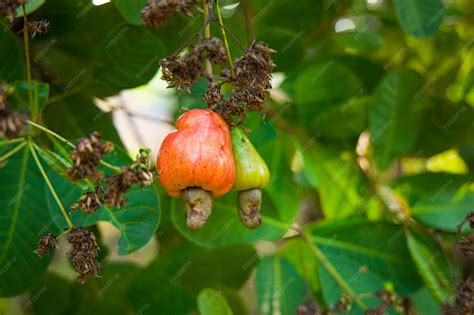 Cashew Nut Fruit Tree