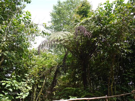 India Flora Online