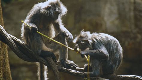 Indian traveller tries to smuggle two endangered monkeys worth INR 2.9 ...