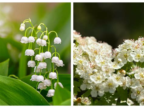 Lily Of The Valley Flower Meaning
